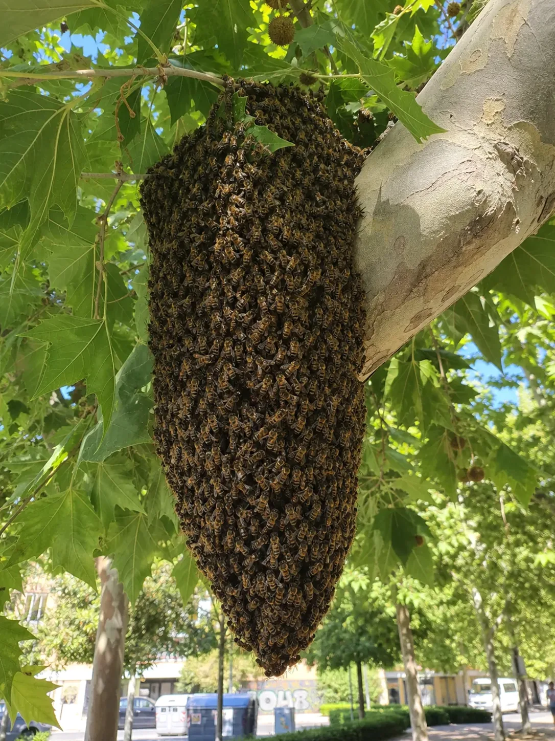 Tratamiento de abejas y enjambres en La Llagosta — LlagostaPlagas