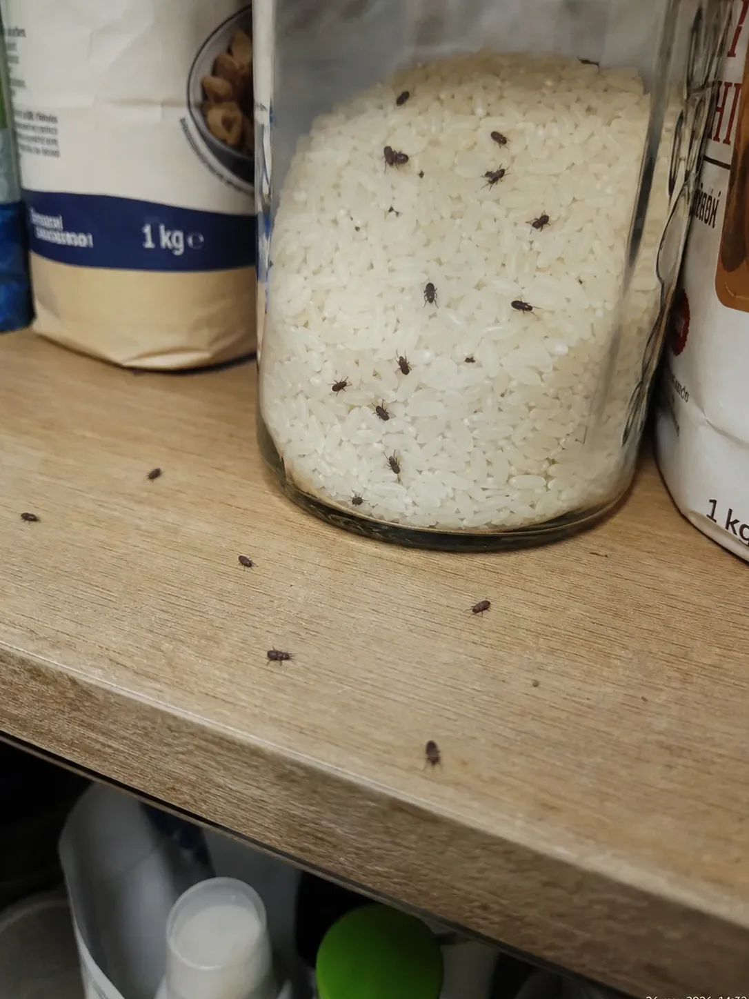 els Pinsojos en un bote de arroz de la despensa