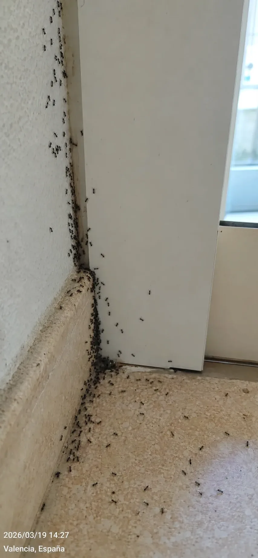 Tratamiento de hormigas en La Llagosta — LlagostaPlagas