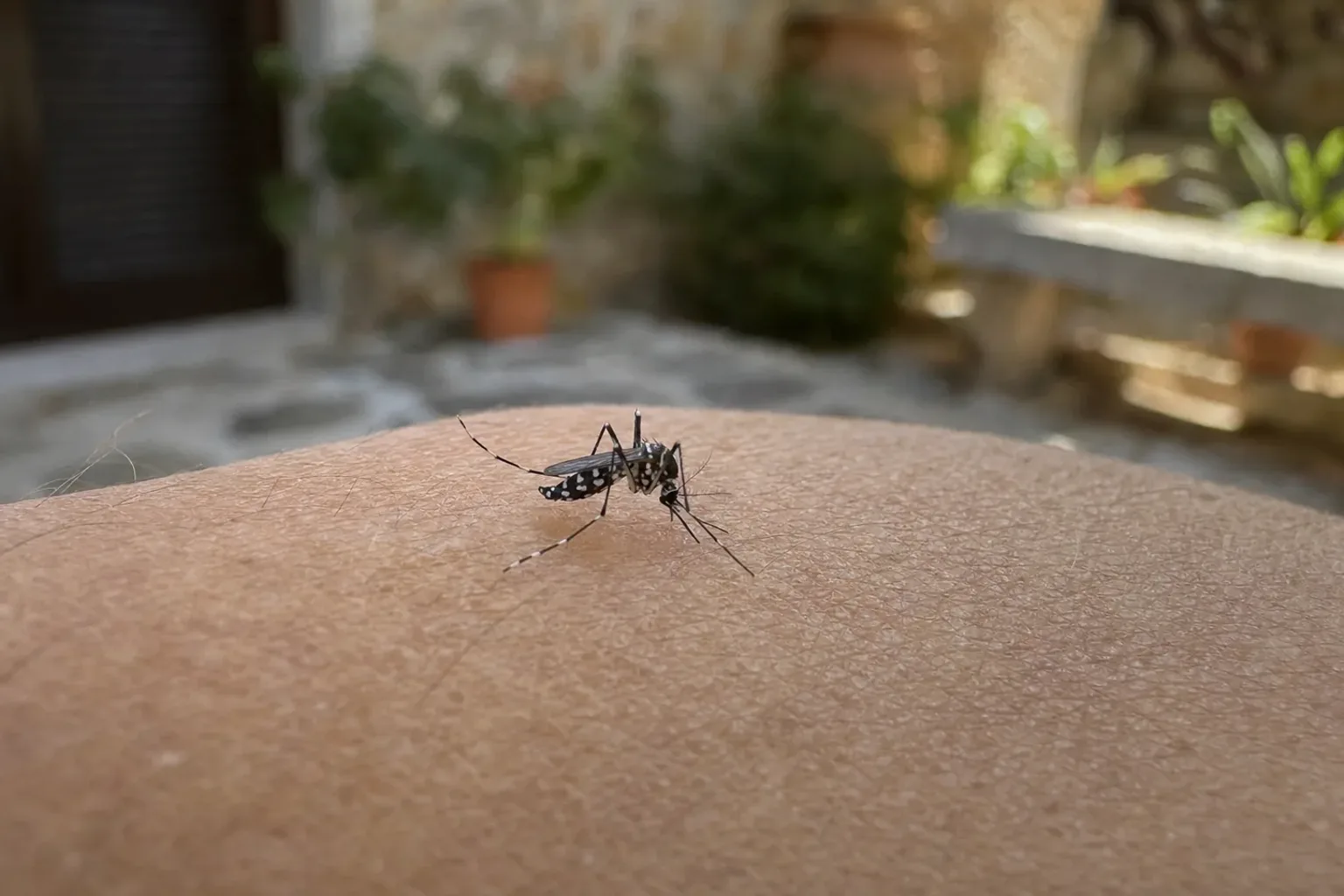 Tratamiento de mosquito tigre en La Llagosta — LlagostaPlagas