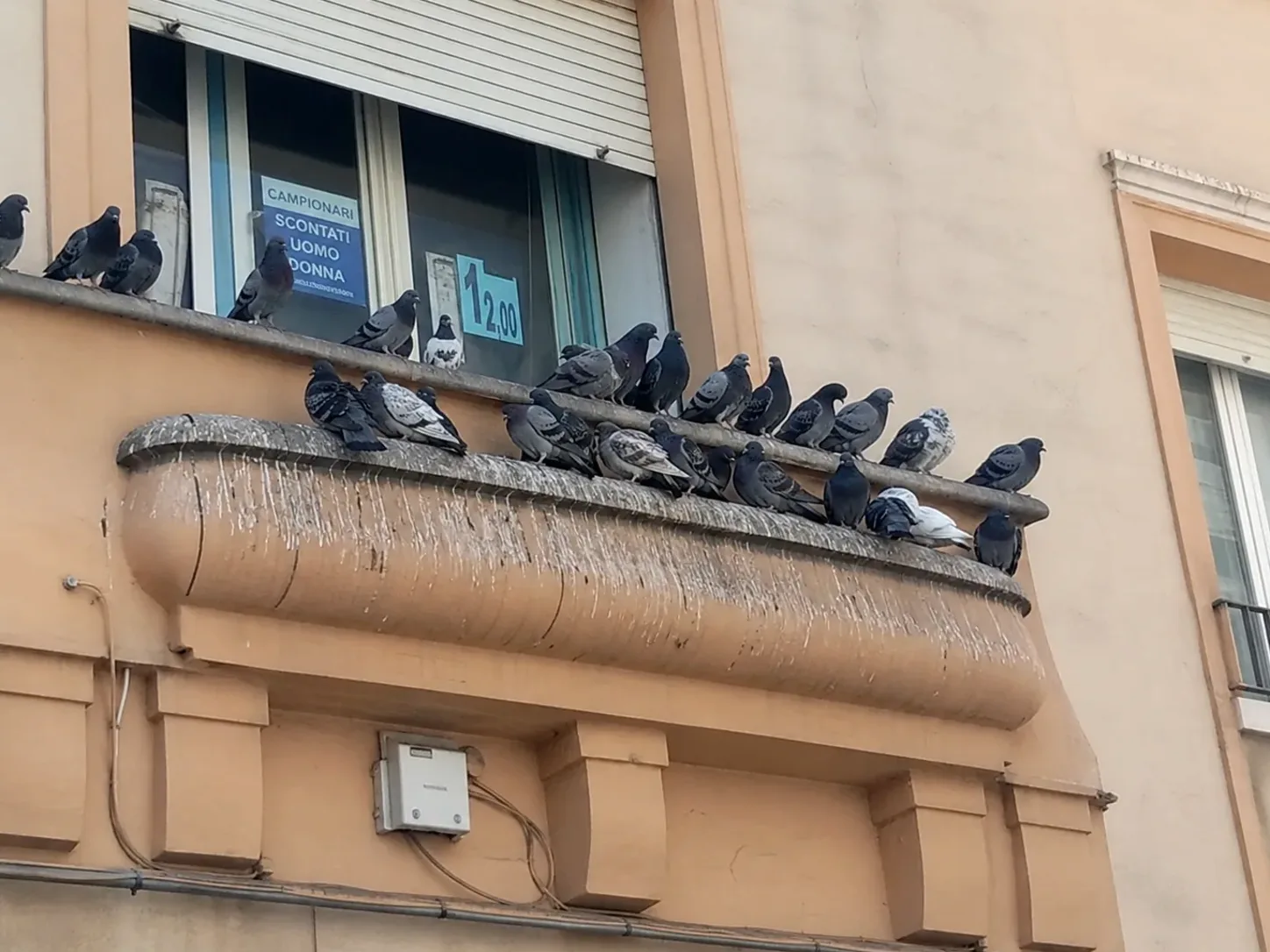 Palomas posadas en la cornisa de un edificio en La Llagosta